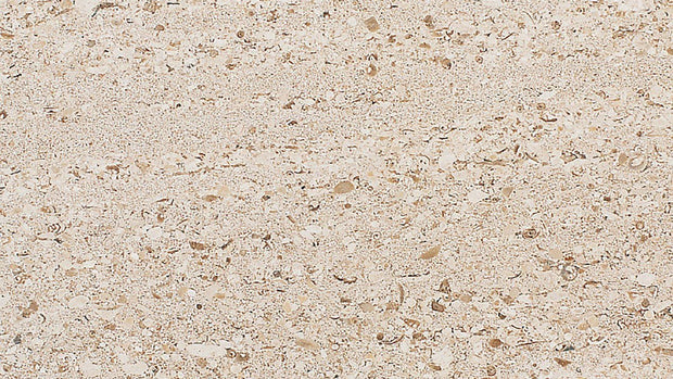 Shell Reef (Shell Reef Español)